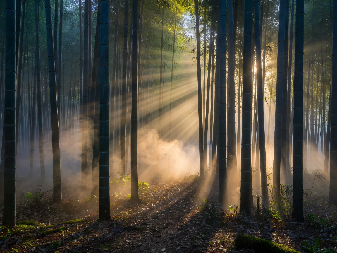 Mystic monochromatic winding forest road, inviting motorcycle exploration
